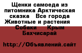 Щенки самоеда из питомника Арктическая сказка - Все города Животные и растения » Собаки   . Крым,Бахчисарай